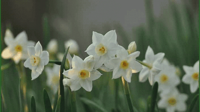 自宅の庭先花壇で、今週の初め頃から花の姿が「二ホンスイセン」によく似た「房咲き水仙」の花が咲き始めて・・・