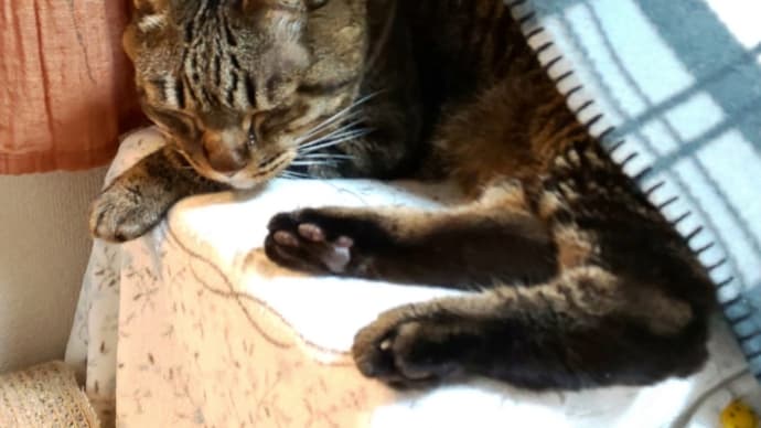 猫のココ坊日記 悪性リンパ腫と判明