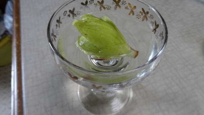 山菜 素の料理+α