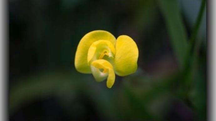 ヒメツルアズキ コウの花図鑑