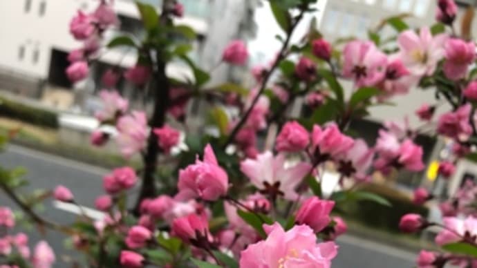 次回の出店は、すくらむ21プチマルシェ!