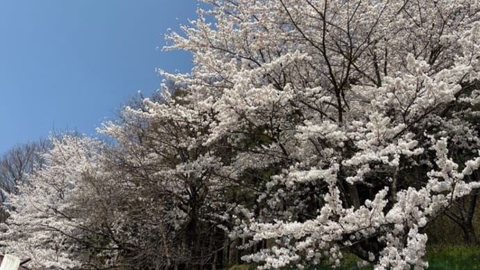 梅は落花真っ盛り かいよう病対策の消毒