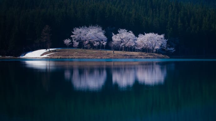 中子の桜