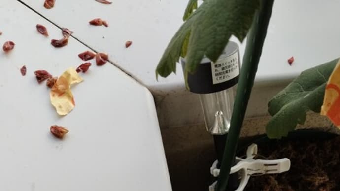 デラウェア🍇鳥に食われた