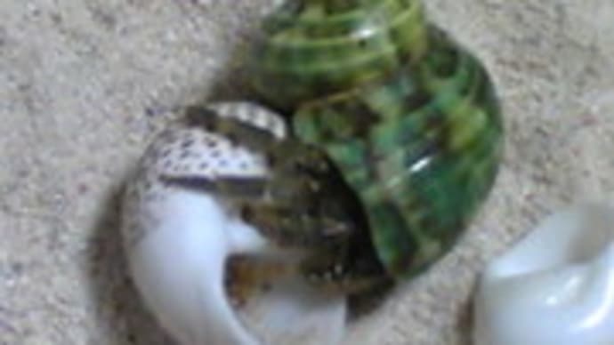 ヤドカリ