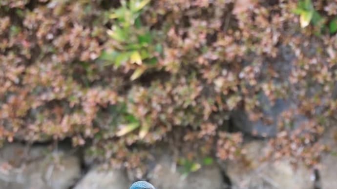 憧れの青い鳥「カワセミ」に 大 大感動!& 野鳥パラダイスだった「馬見丘陵公園」
