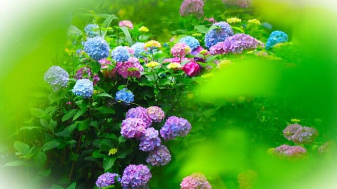 六月の花 紫陽花によせて～　写真に俳句（短歌）を添えてみました～ 🌺🍃　　