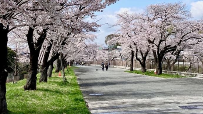 多摩川、羽村の堰付近の桜が満開。（その2）