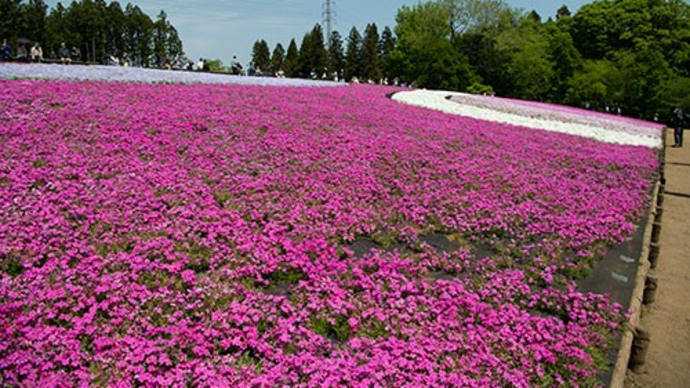 羊山公園の芝桜