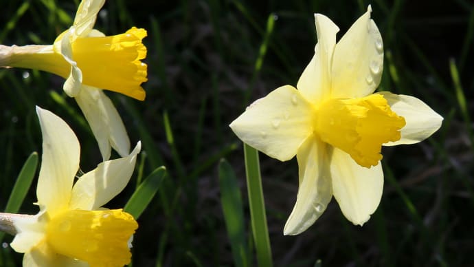北海道の春から初夏の花、水仙1-2