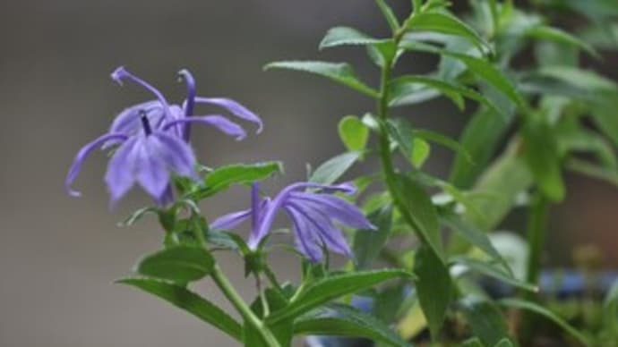 山野草教室10月・・・その1
