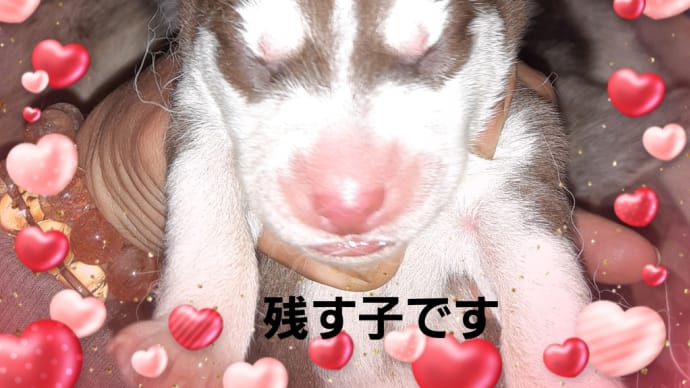 ハスキーbaby産まれました🎵