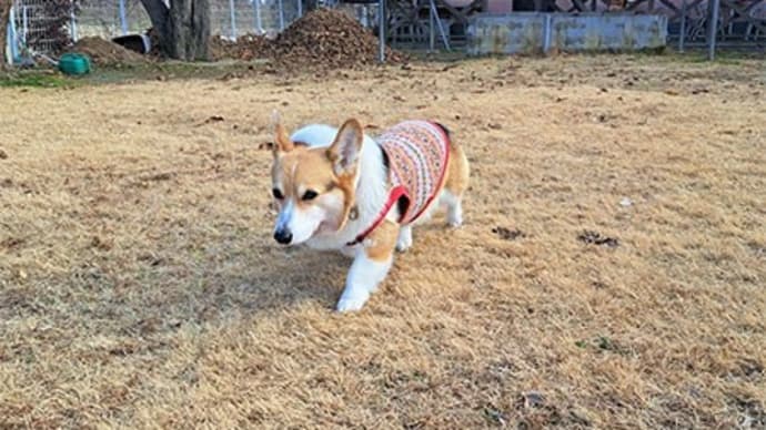 昨日はさくドレシャンプーデー
