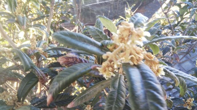 狭間にも 枇杷の花咲く 春近し