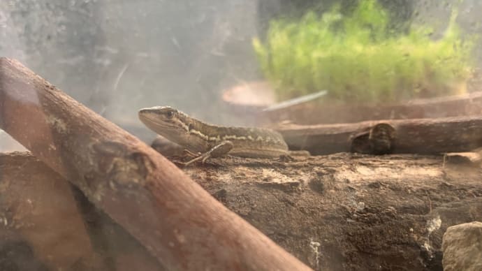 6月のカナヘビ