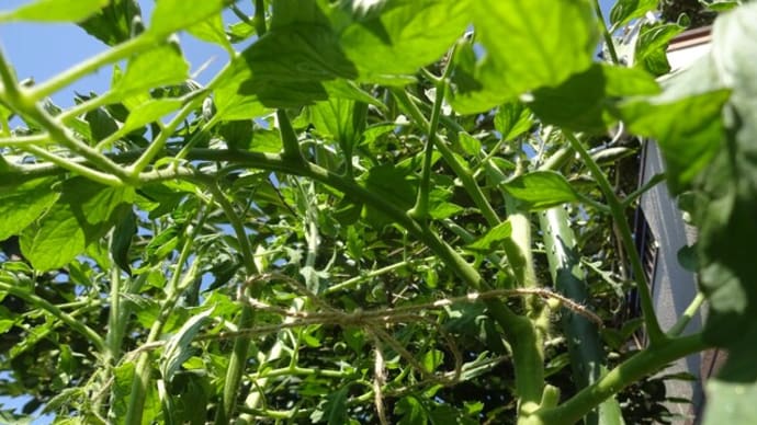 トマトの「青枯れ病」心配です。