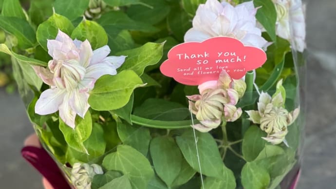 母の日クレマチス*春姫*花後剪定と植え替え2024.5