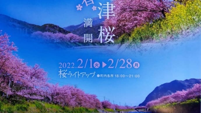早春の伊豆を楽しもう♪~河津桜まつり&みなみの桜と菜の花まつり~