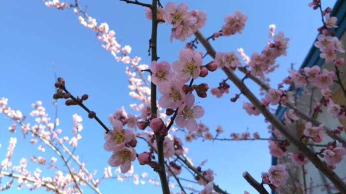 六弁の梅🌸満開
