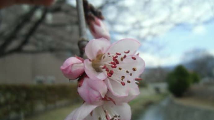 ロトウザクラ(魯桃桜)