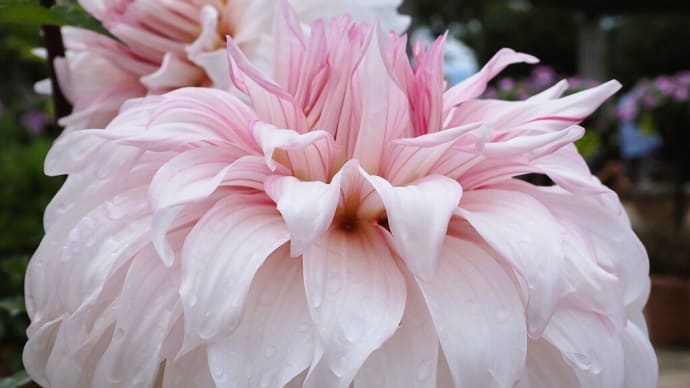 ダリア......花言葉:優雅 気品 華麗 威厳