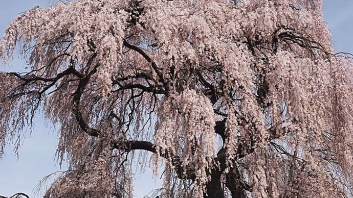 ★安曇野市の桜(三郷南小倉の枝垂れ桜①)2022