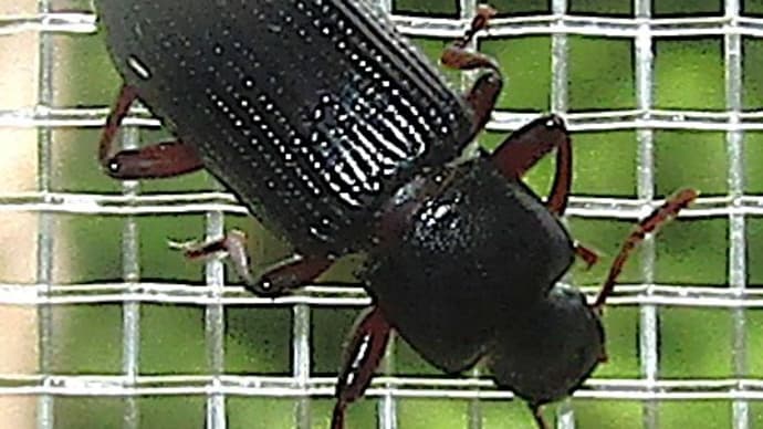 コツヤホソゴミムシダマシ?240713