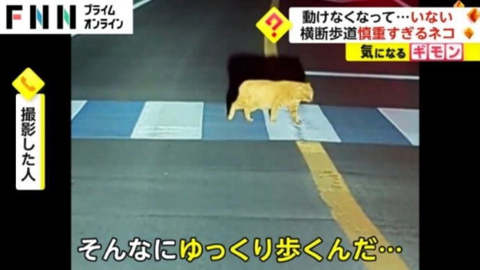今日も極寒、そして慎重に横断歩道を渡るネコちゃんと待って優しさ〜に