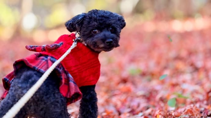 昇仙峡 犬と紅葉散歩