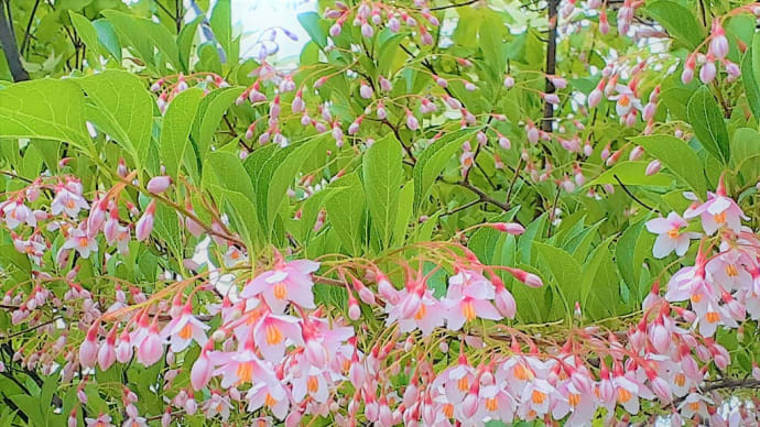 エゴノキの花に感心する　＜お花で一休み（７５）＞