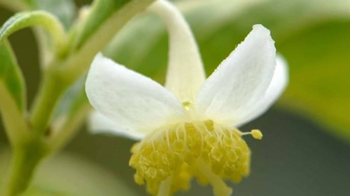 鉢植えの「梅花甘茶」
