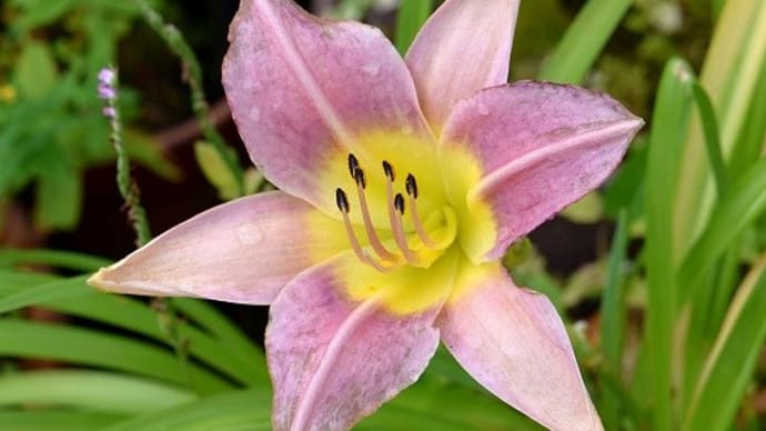 鉢植えの「ヘメロカリス」