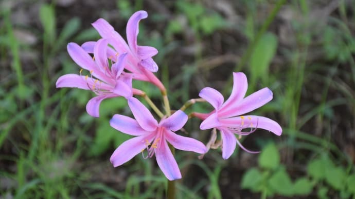 リコリス狩り 神奈川県平塚市 神奈川県立花と緑のふれあいセンター 花菜ガーデン(1)リコリス見頃