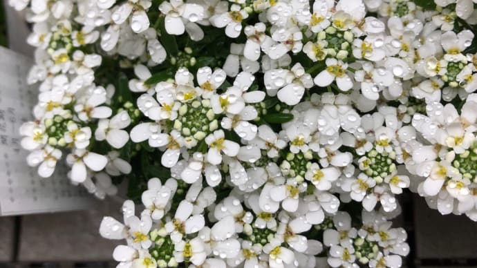 ↑美しい 花に水玉 春の雨☔️