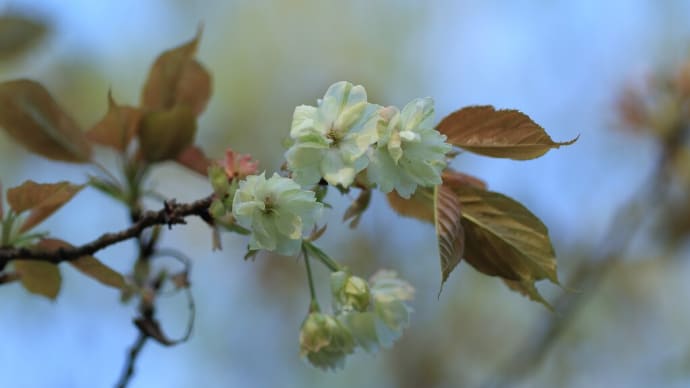 「鬱金桜/うこんざくら×6枚。」