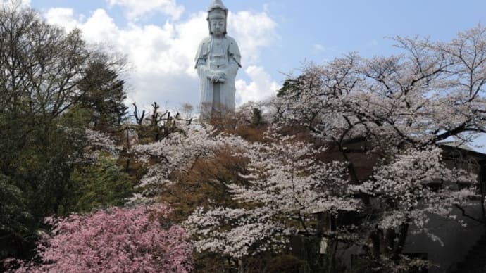 高崎観音山の桜2025