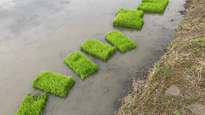 田植え準備