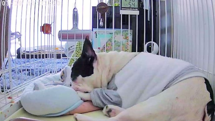 今日も元気!みたらし団子にかぶりつく