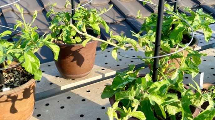 青葉2本目の摘芯しています　切り込みも子蔓を摘芯スタート
