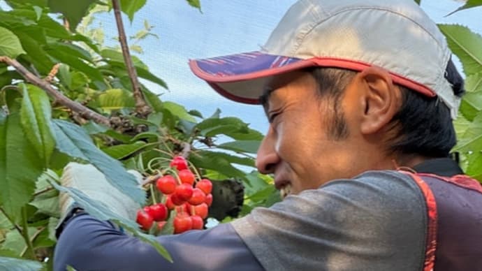 佐藤錦の出荷始まる