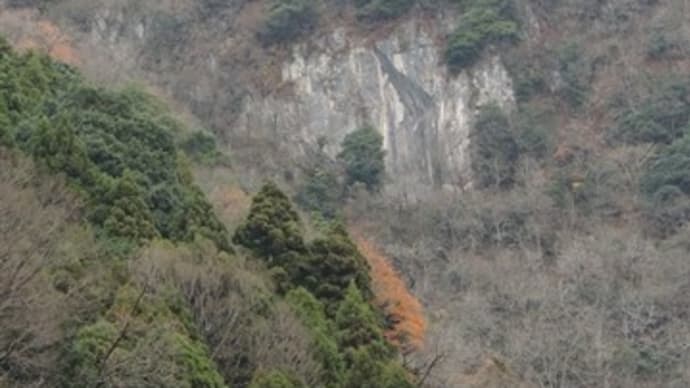 「井戸神社のカツラ」~滋賀県犬上郡多賀町向之倉~