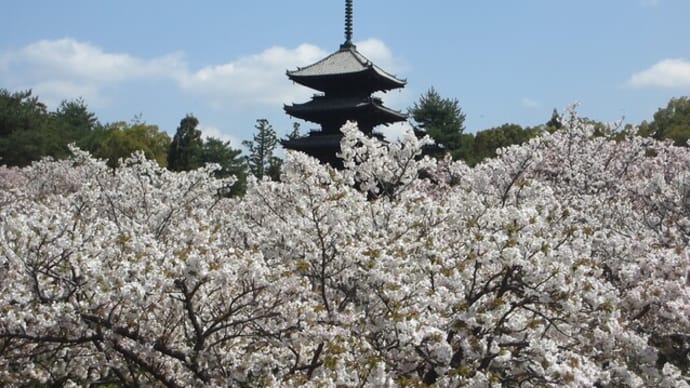 仁和寺の御室桜 / 京都