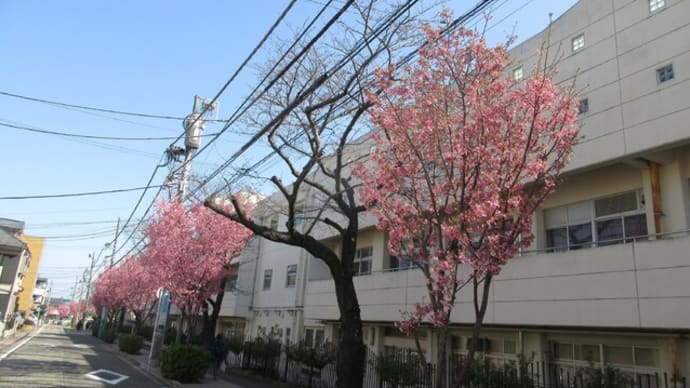 坂道の陽光桜