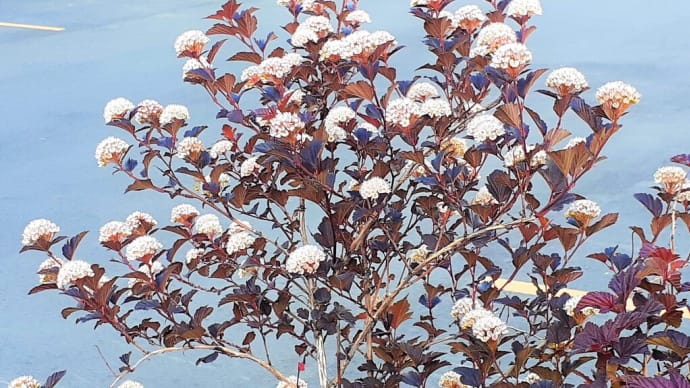お花で一休み（１０４）　アメリカテマリシモツケ