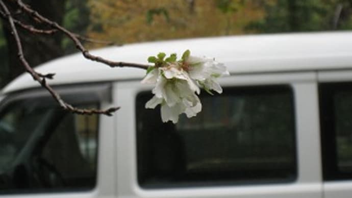 日比谷公園に桜!10月なのに…
