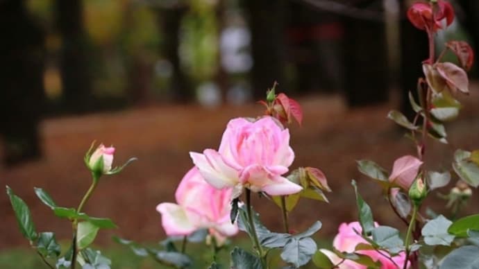 思い出の公園めぐり・°*