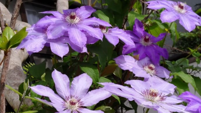 開花が年々早くなるね