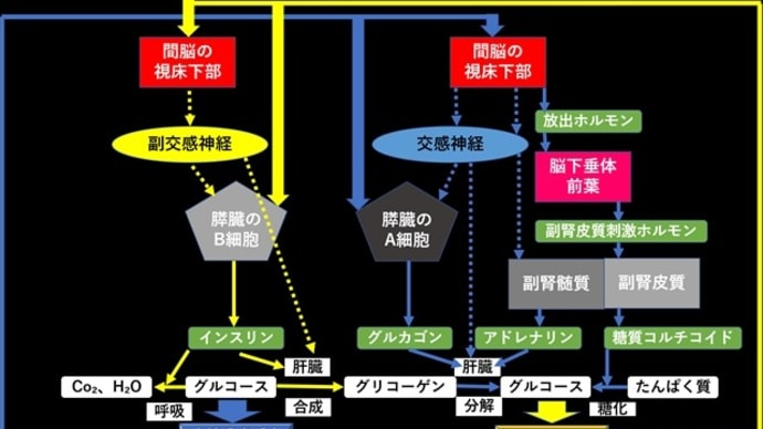 自律神経とは!-part4 ホルモンとの関係(血糖値の調整)