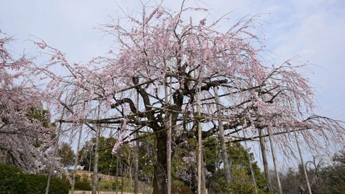 宇治市植物公園の枝垂れ桜