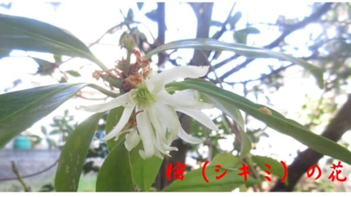 Gooブログ Goo Blog ハッシュタグ シキミ